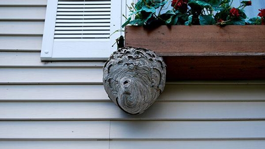 hornet nest