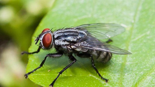 house fly on a big leaf