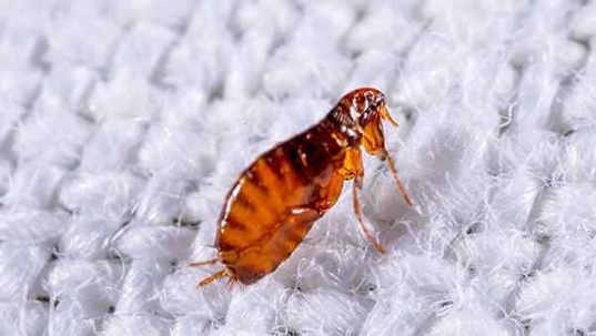 a cat flea crawling on fabric