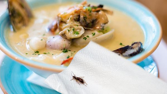 a bug on a plate and napkin in a restaurant