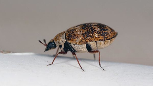 up close image of a carpet beetle