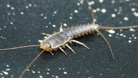 close up of silverfish