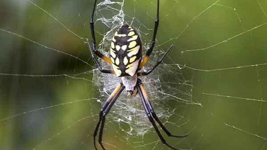 garden spider on a web