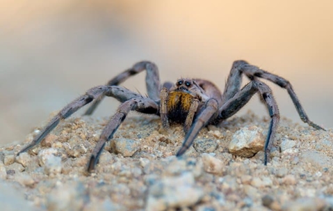 Wolf Spider crawling in the yard