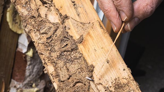 termite damage