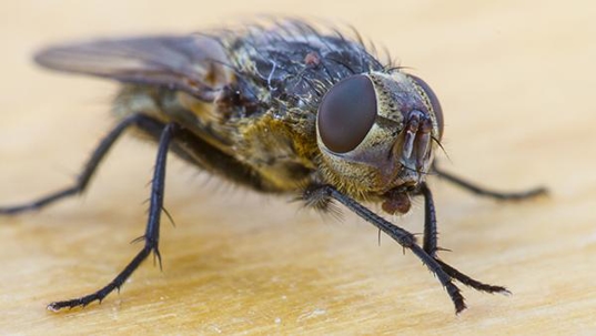 house fly on desk