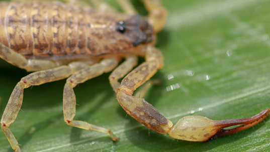 scorpion on a leaf