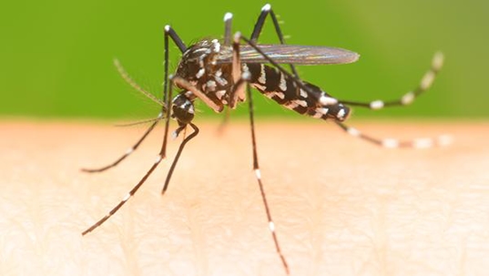 mosquito biting someone's hand