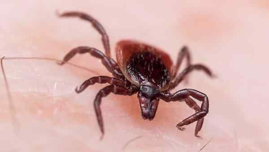 a deer tick crawling on skin