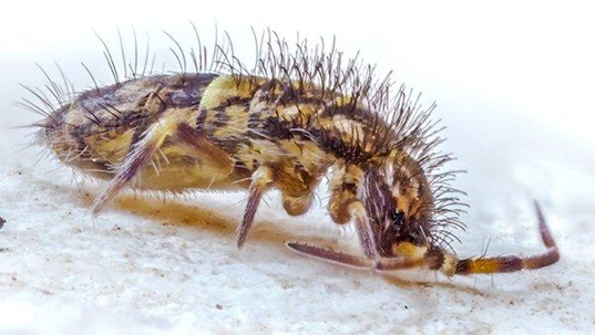 up close image of a crawling springtail