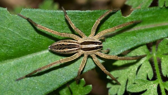 wolf spider on leaf