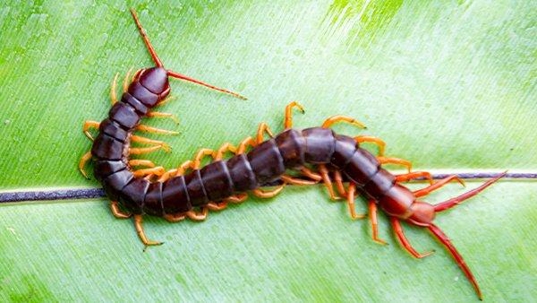 centipede crawling on a leaf