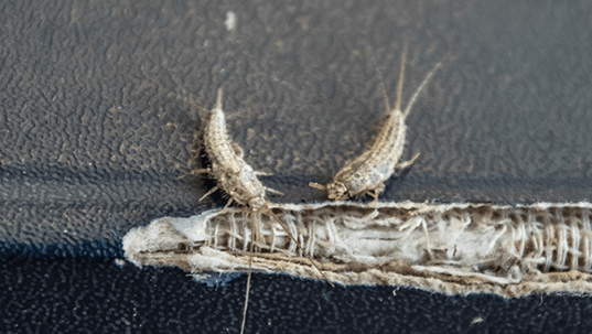 sliverfish on a book