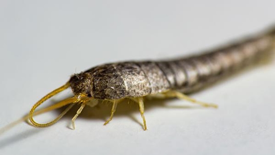 close up of silverfish