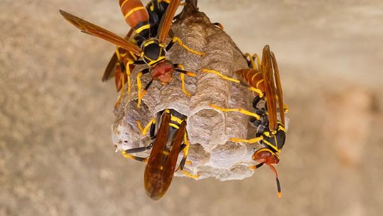yellow jackets on hive