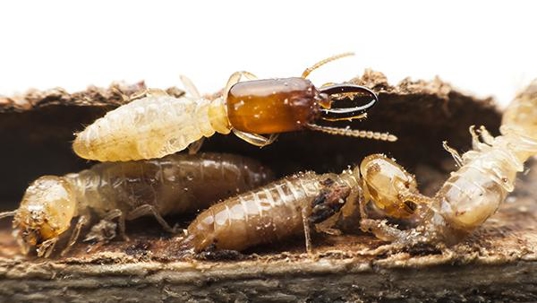 termites on wood
