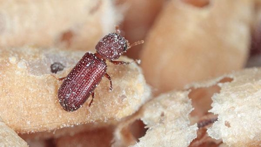 grain beetles on grain