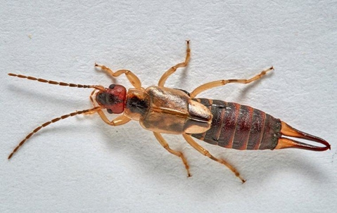 earwig on white wall