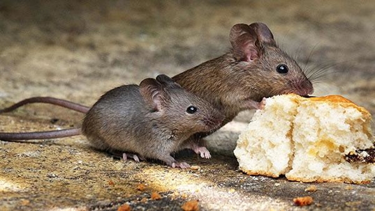 house mouse eating a biscuit