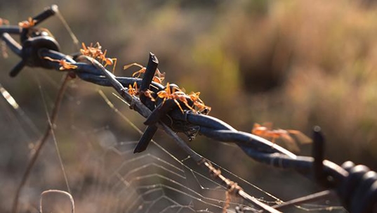 ants crawling on a fence line