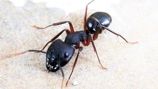a carpenter ant in a plano home