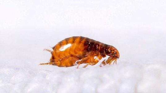 close up of flea on white surface