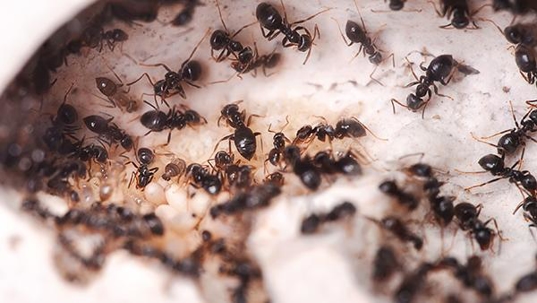 ants in home