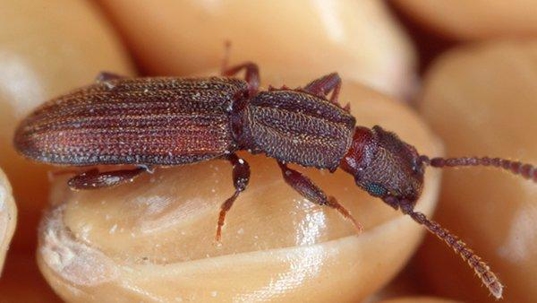 a beetle in a fort worth house