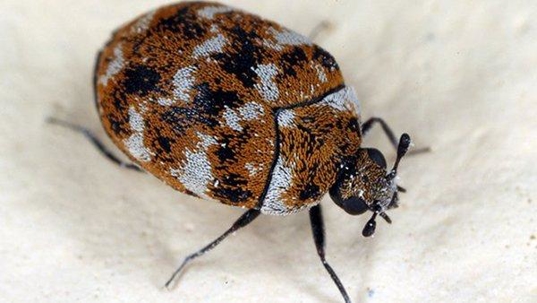 a carpet beetle in a home