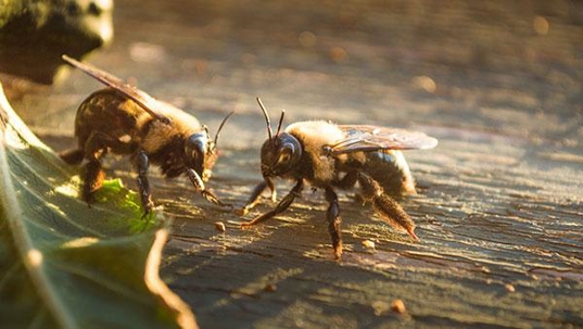 two carpenter bees on wood