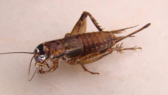 a cockroach inside a home
