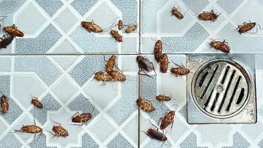 cockroaches around drains