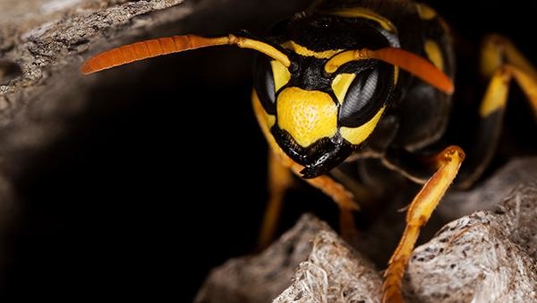 wasp in nest