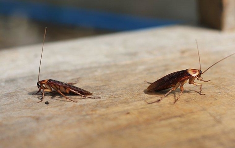 Cockroaches in Dallas