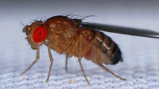 fruit fly in kitchen