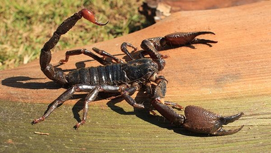 close up of scorpion