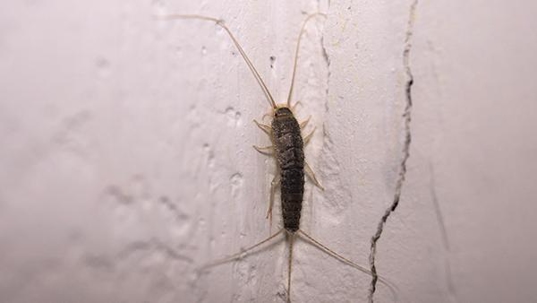 a silverfish crawling on a wall