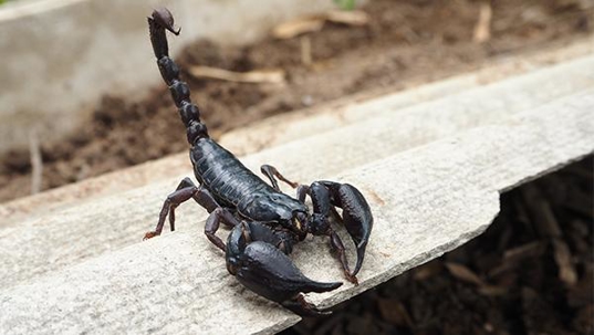 scorpion on wood plank