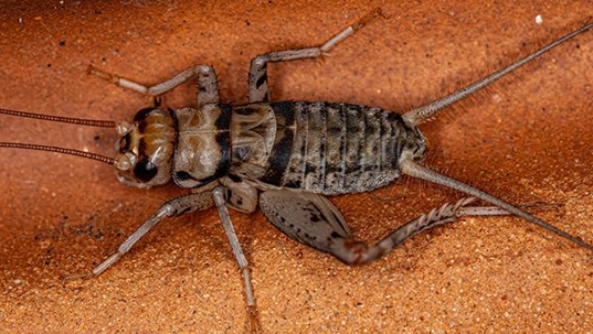 up close picture of a cricket