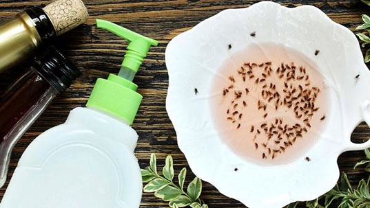 flies in the ktichen