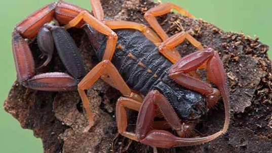 scorpion on rock