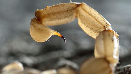 scorpion stinger up close