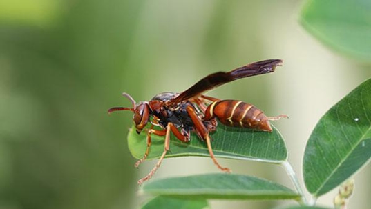 red wasp on green leaf