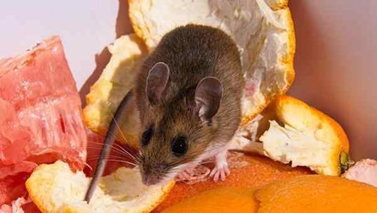 a house mouse in a compost pile