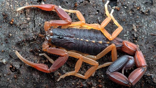 bark scorpion in the dirt