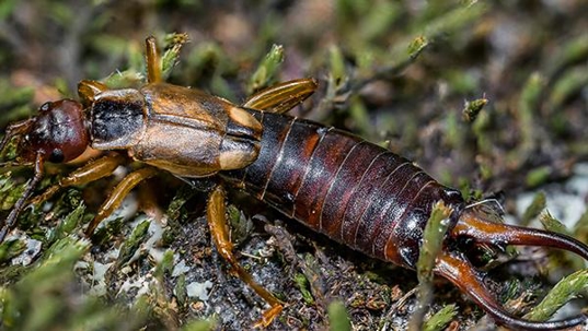 earwigs in moss