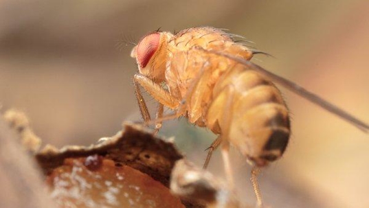 a fruit fly on the trash